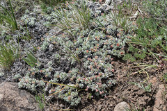 Eriogonum douglasii