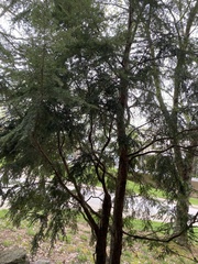Tsuga canadensis
