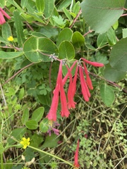 Lonicera sempervirens