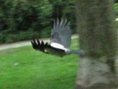 Corvus cornix