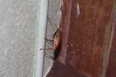 Ischnomela pulchripennis