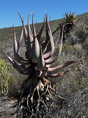 Aloe comosa