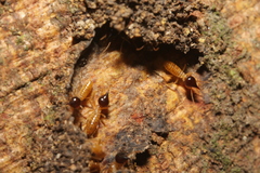 Nasutitermes corniger