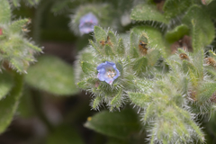 Echium parviflorum