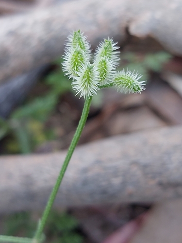 Torilis elongata