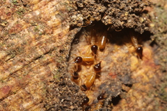 Nasutitermes corniger
