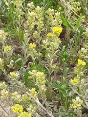 Alyssum montanum