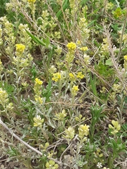 Alyssum montanum