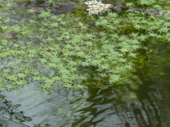 Callitriche cophocarpa