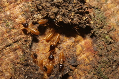 Nasutitermes corniger