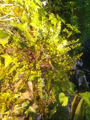 Asplenium trichomanes trichomanes