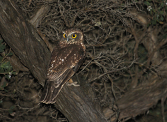 Ninox leucopsis