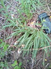 Nothocalais cuspidata