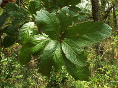 Quercus rysophylla