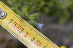 Echium parviflorum