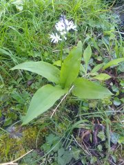 Allium ursinum ursinum