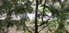 Tsuga canadensis