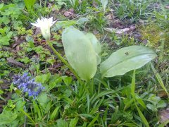 Allium ursinum ursinum