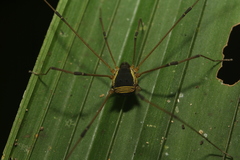 Cynorta marginalis