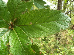 Quercus rysophylla