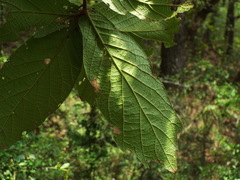 Quercus rysophylla