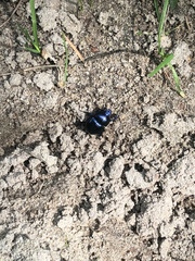 Trypocopris vernalis