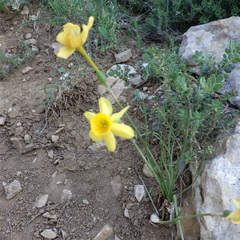 Narcissus assoanus