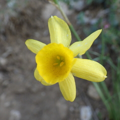 Narcissus assoanus