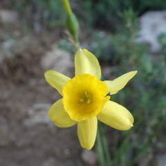 Narcissus assoanus