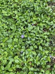 Vinca minor