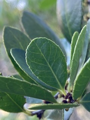 Maytenus cassineformis