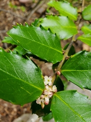 Ilex × meserveae