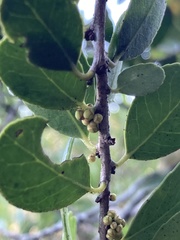 Maytenus cassineformis