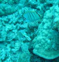 Chaetodon multicinctus