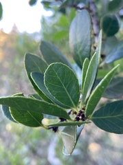 Maytenus cassineformis