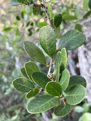 Maytenus cassineformis