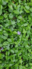 Vinca minor