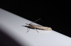 Orocrambus cyclopicus