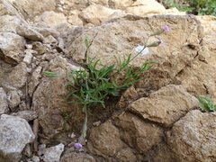 Silene secundiflora