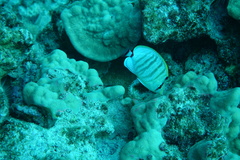 Chaetodon multicinctus