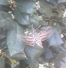 Hyles lineata