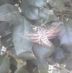 Hyles lineata