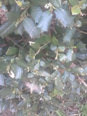 Hyles lineata