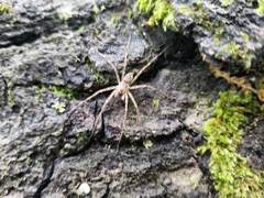 Dolomedes tenebrosus