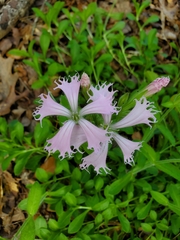Silene polypetala