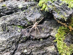 Dolomedes tenebrosus