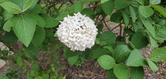 Viburnum