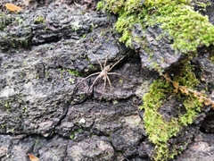 Dolomedes tenebrosus