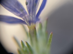 Eriastrum virgatum