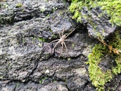 Dolomedes tenebrosus
